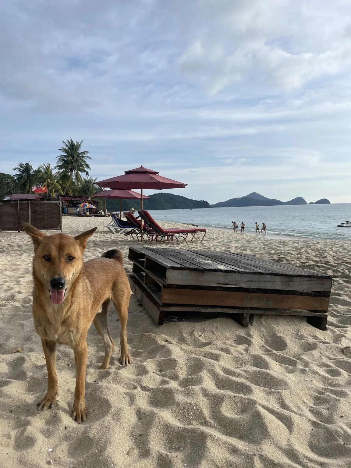 Hnědý pes na pláži s lehátky a palmami na Langkawi