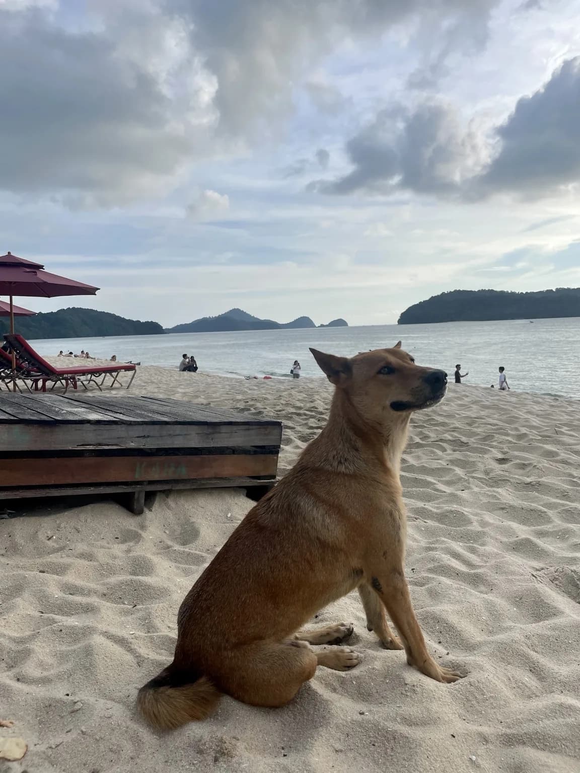 Hnědý pes sedící na písku u pláže na Langkawi