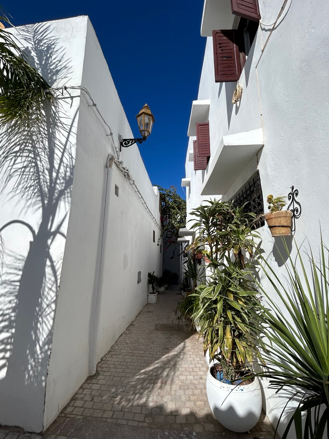 Úzká bílá ulička v Kasbah des Oudayas s rostlinami a stíny palem